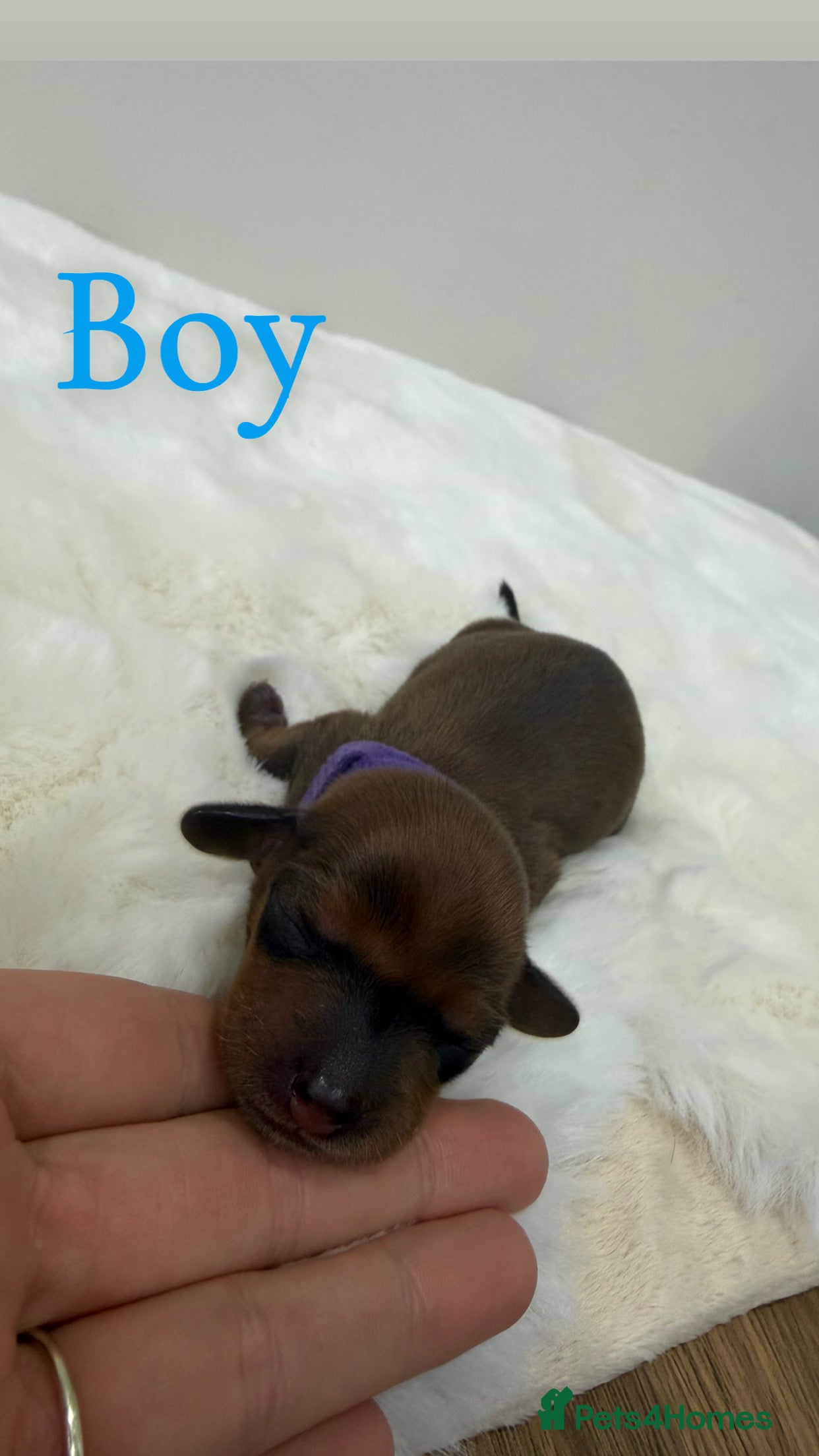 Dachshund dogs dachshund puppies For sale  - Advert 2