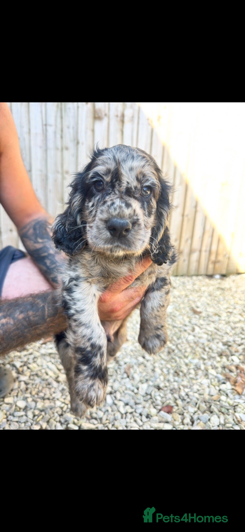 Cocker Spaniel dogs Stunning unique kc working cocker spaniel puppies  - Advert 2
