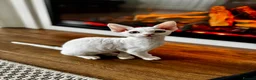 Devon Rex cats for sale: Stunning White Devon Rex Boy - Advert 19