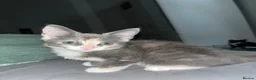 Russian Blue cats for sale: Gorgeous kittens for sale in London - Advert 9