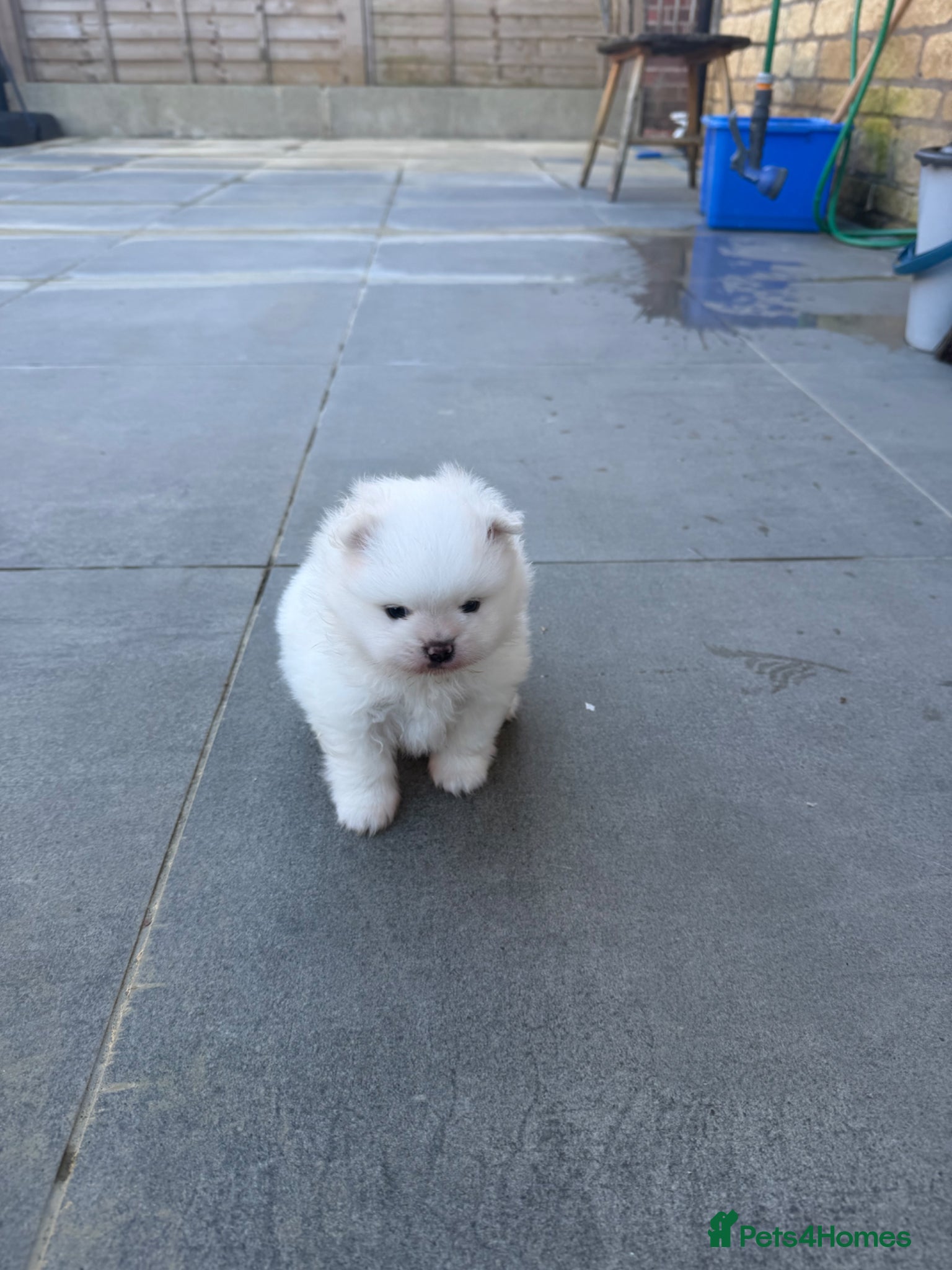 Pomeranian dogs KC Pomeranian white girl puppy for sale  - Advert 20