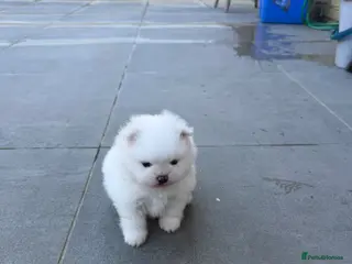 Pomeranian dogs KC Pomeranian white girl puppy for sale - Advert 20
