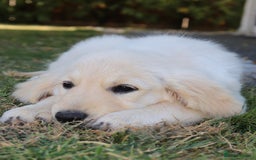 Golden Retriever dogs for sale: Golden retriever  - Image 2