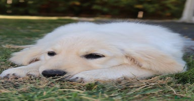 Golden Retriever dogs - Advert 10