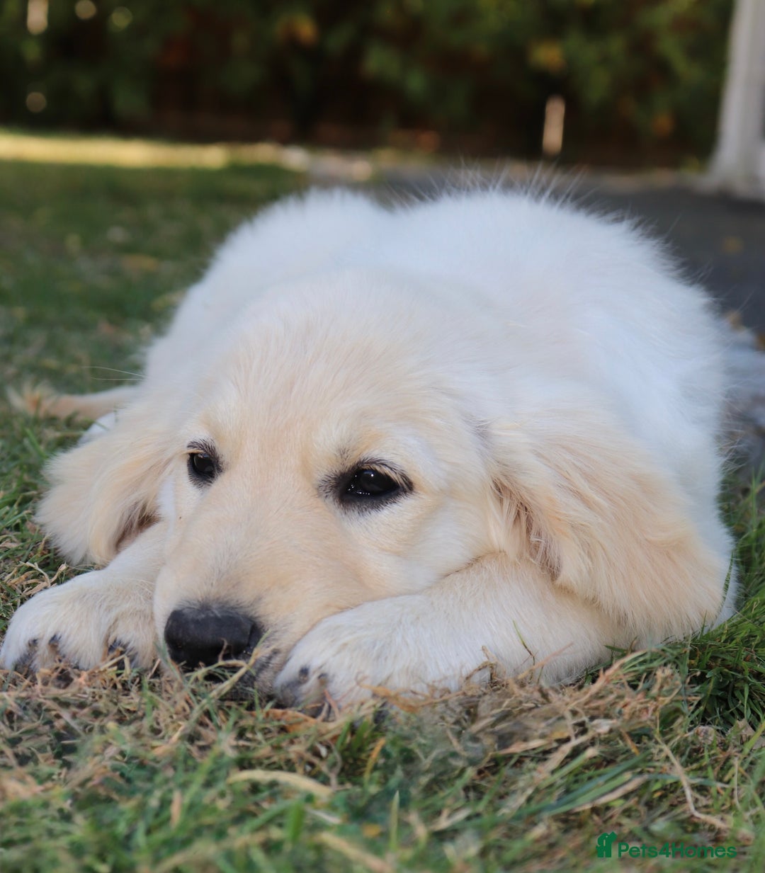 Golden Retriever dogs for sale: Golden retriever  - Image 2