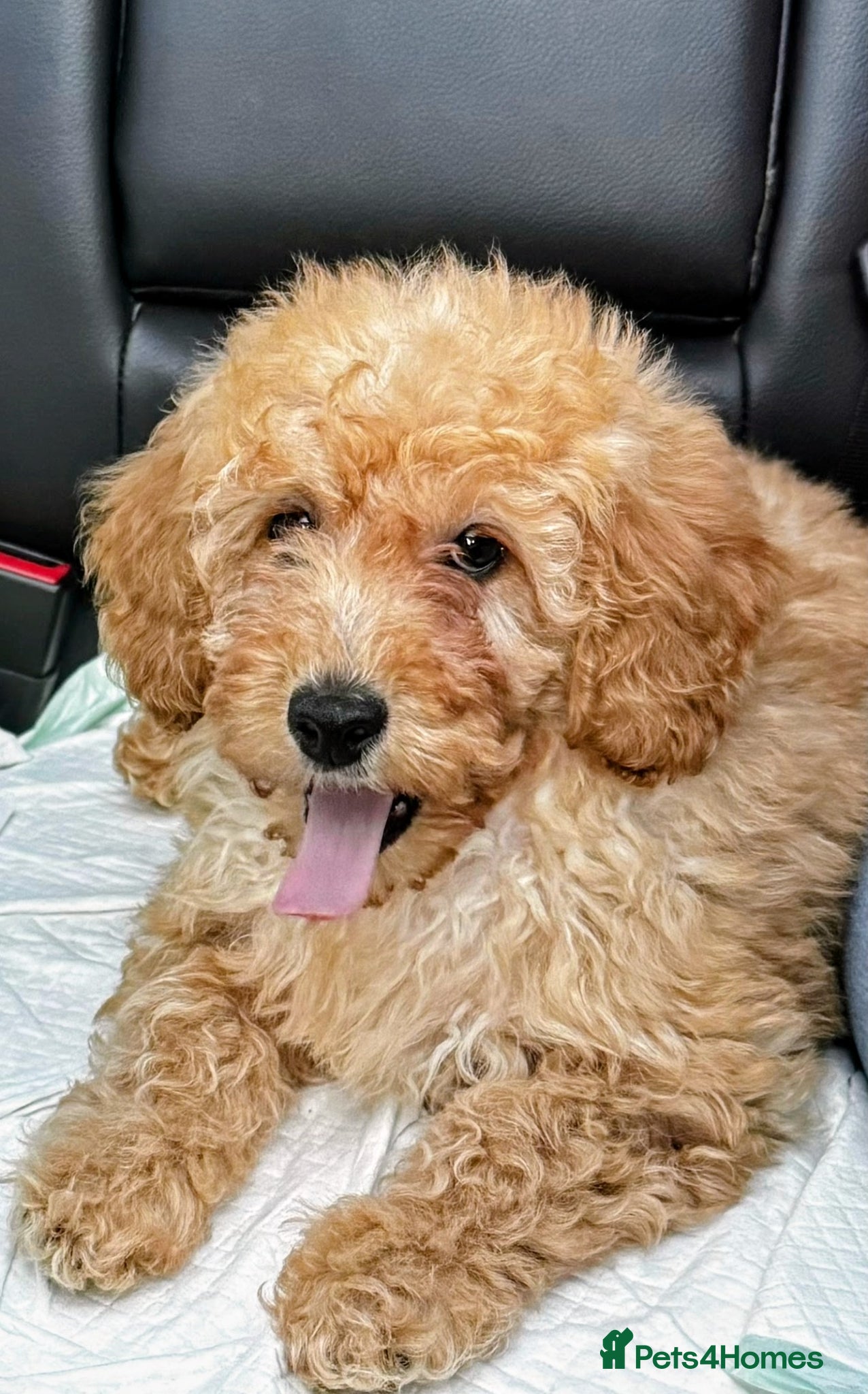 Mixed Breed dogs  Exquisite Poodle Puppies Fully vaccinated. - Advert 1