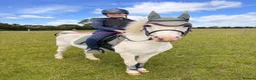 Welsh Section A horses for sale: Welsh Section A Pony in Aylesbury - Advert 3
