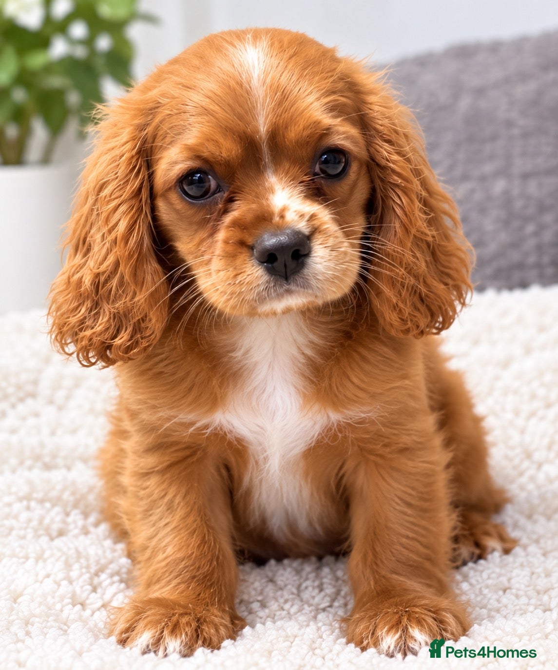 Cavalier King Charles Spaniel dogs Beautiful KC Registered Litter - Advert 2