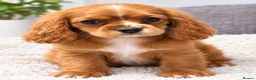 Cavalier King Charles Spaniel dogs for sale: Beautiful KC Registered Litter - Advert 9