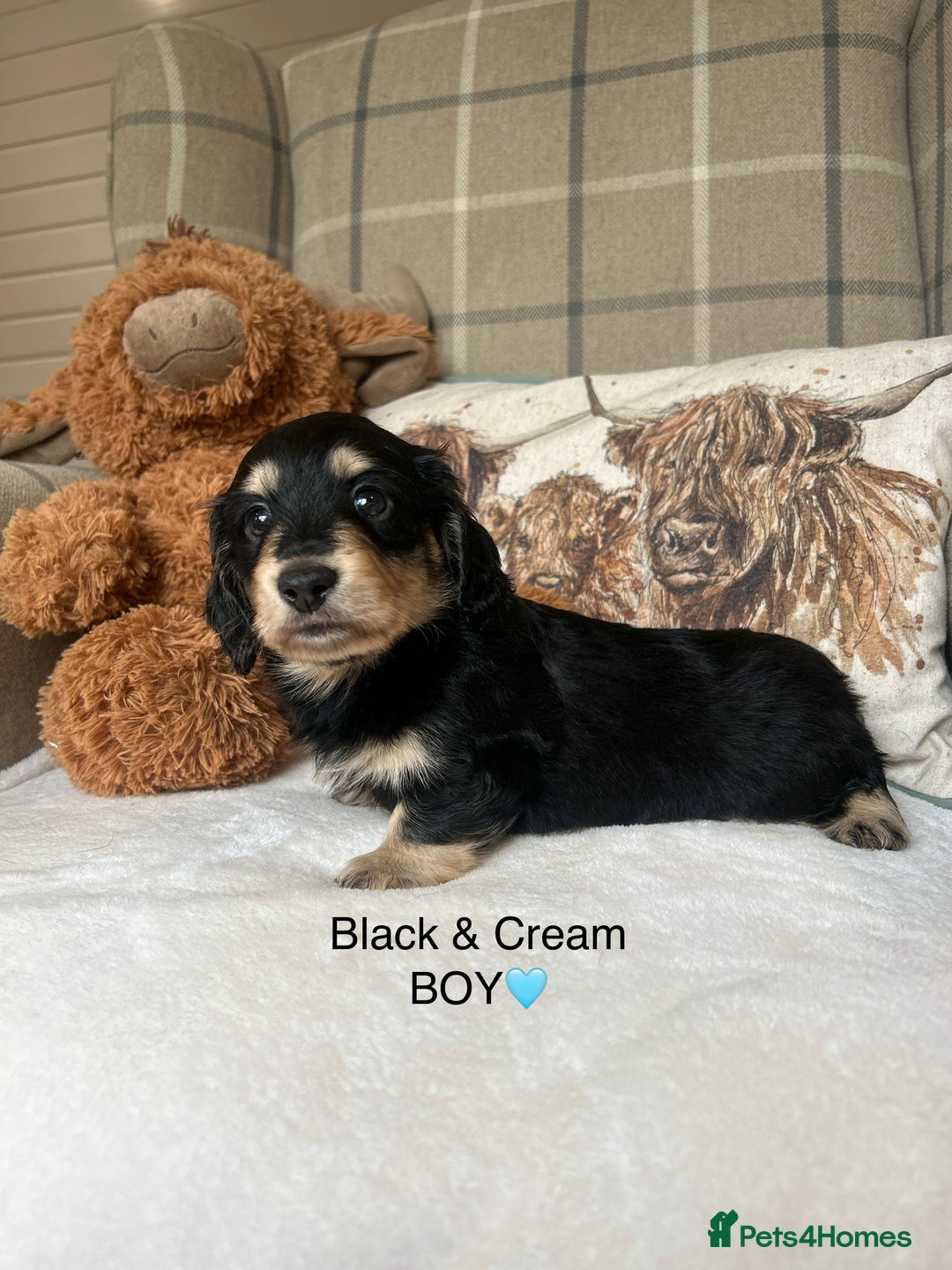 Miniature Dachshund dogs for sale: CREAM MINIATURE DACHSHUNDS💛 - Image 16