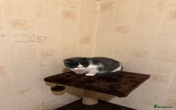 Ragdoll cats for sale: Ragdoll x Kittens - Image 7