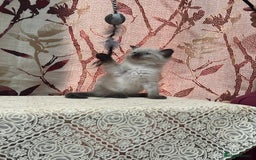 Ragdoll cats for sale: Cute ragdoll🌹🤎 - Image 22