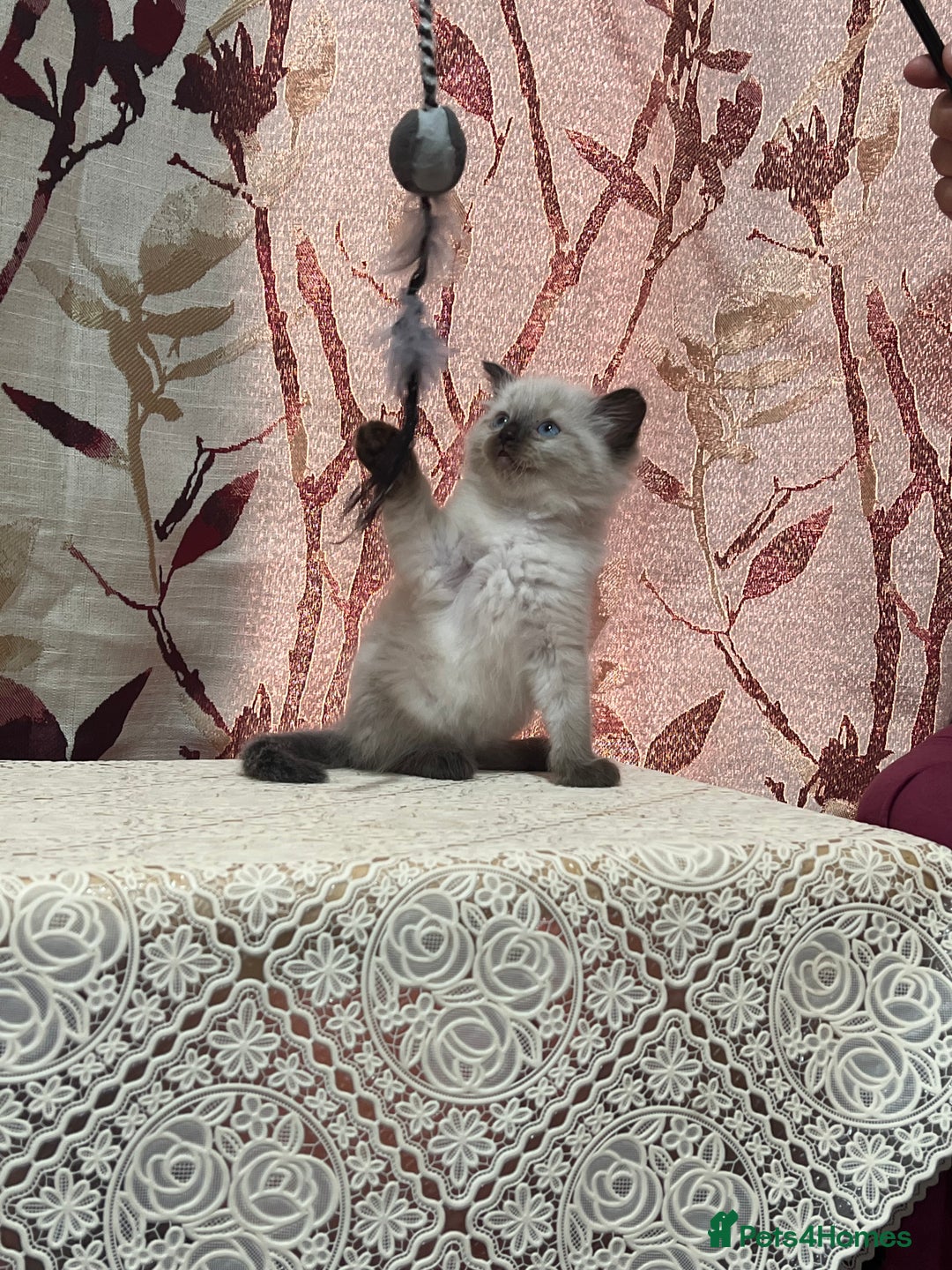 Ragdoll cats for sale: Cute ragdoll🌹🤎 - Image 22