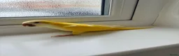 Cockatiels birds for sale: BEAUTIFUL YOUNG QUAKER / MONK PARROT BIRDS - Advert 7