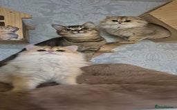 Scottish Fold cats for sale: I girl left! TICA reg. Scottish Fold ready to go - Image 9