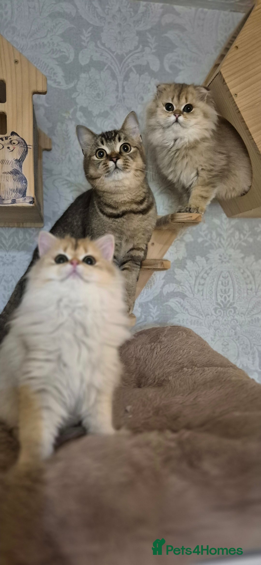 Scottish Fold cats for sale: I girl left! TICA reg. Scottish Fold ready to go - Image 9