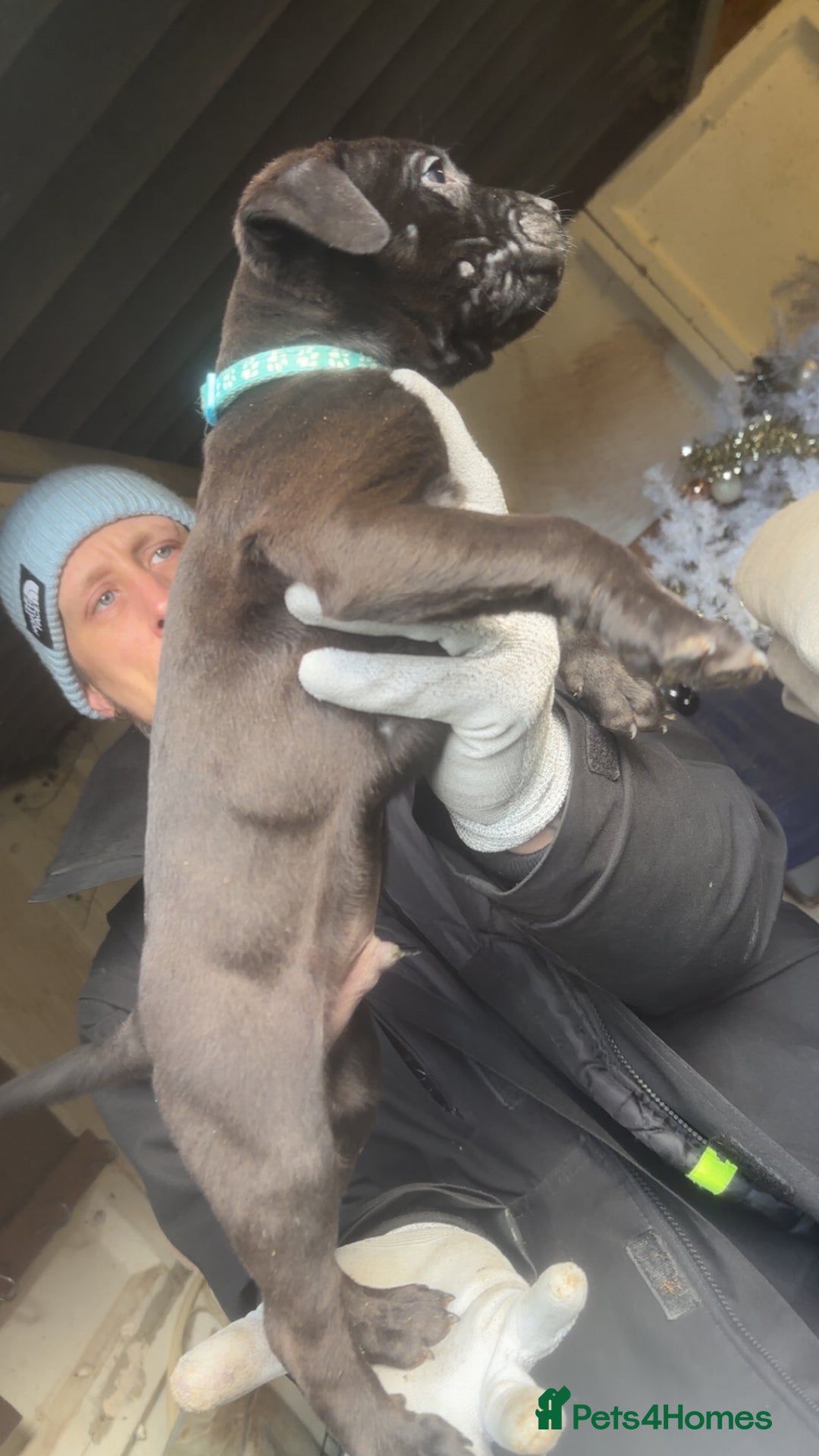 Mixed Breed dogs for sale: Rottiebulls - Advert 14