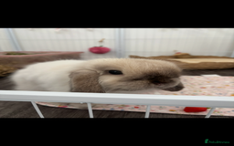 Mini Lop rabbits for sale: Mini lop buck for rehoming  - Image 5