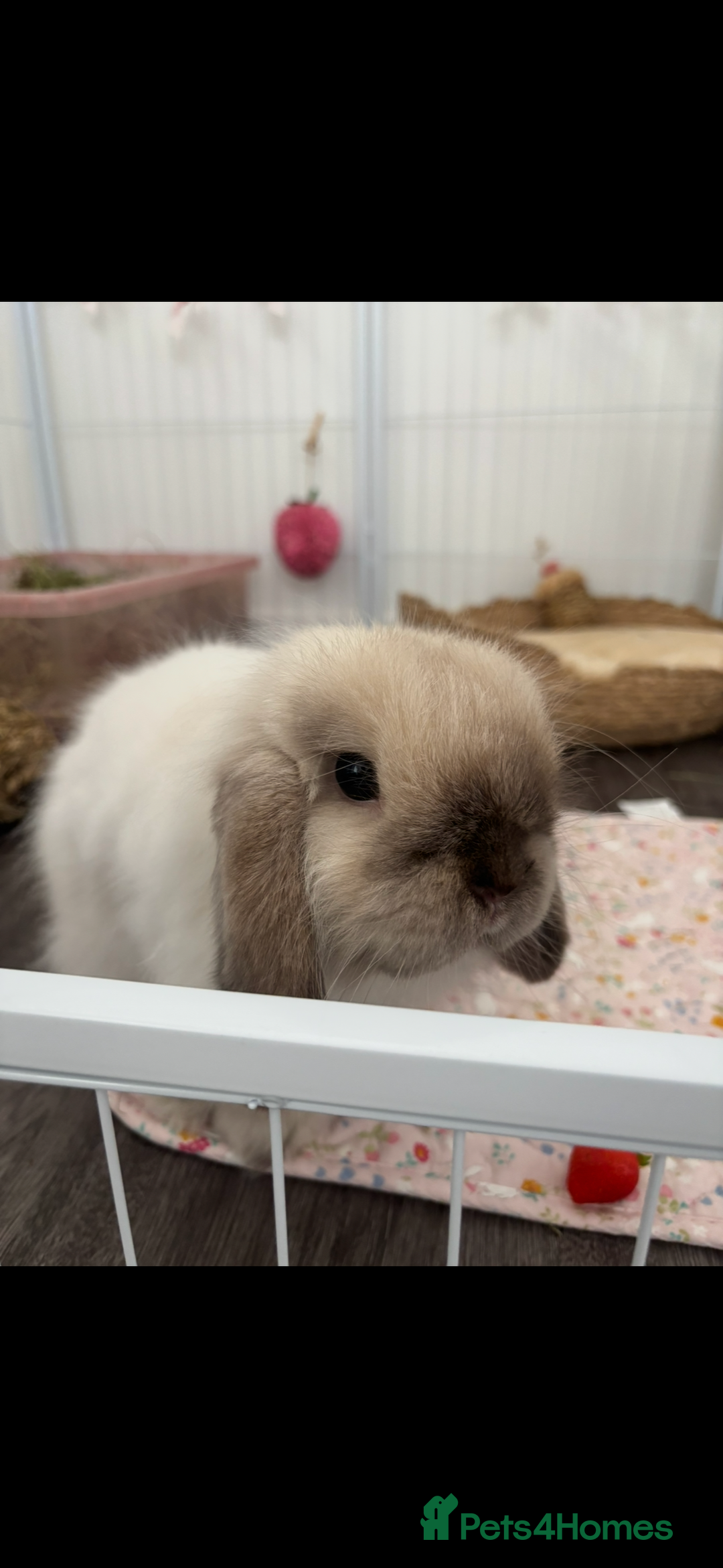 Mini Lop rabbits for sale: Mini lop buck for rehoming  - Image 5