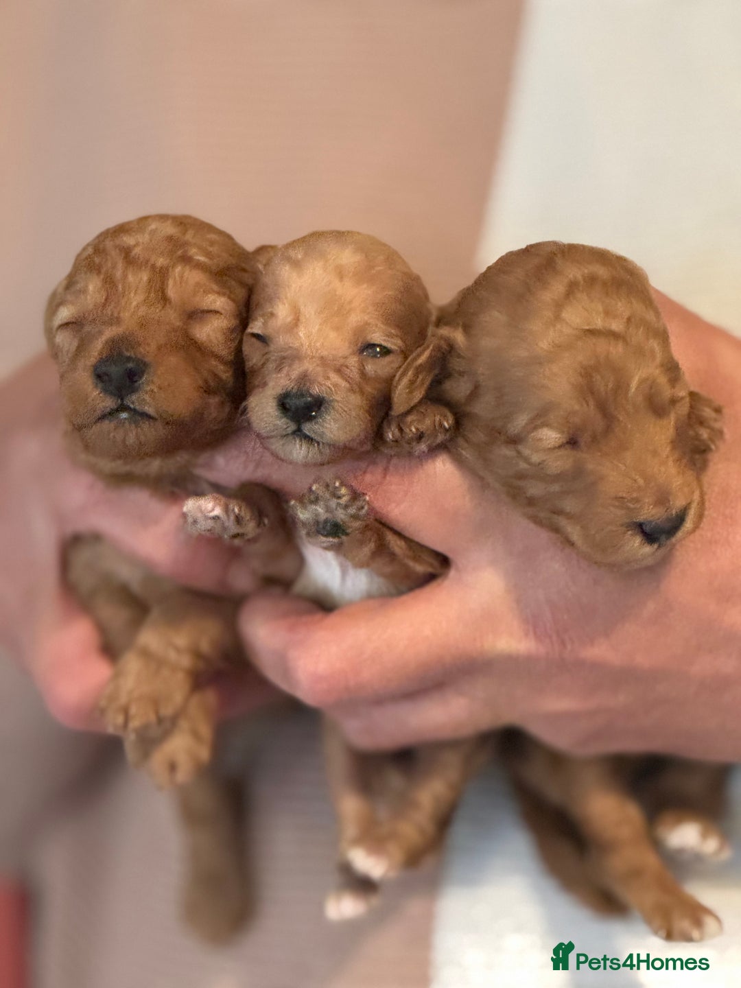 Toy Poodle dogs for sale: Toy Poodles - Advert 3