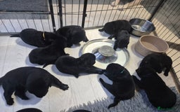 Labrador Retriever dogs for sale: Labrador/ retriever puppies  - Advert 4