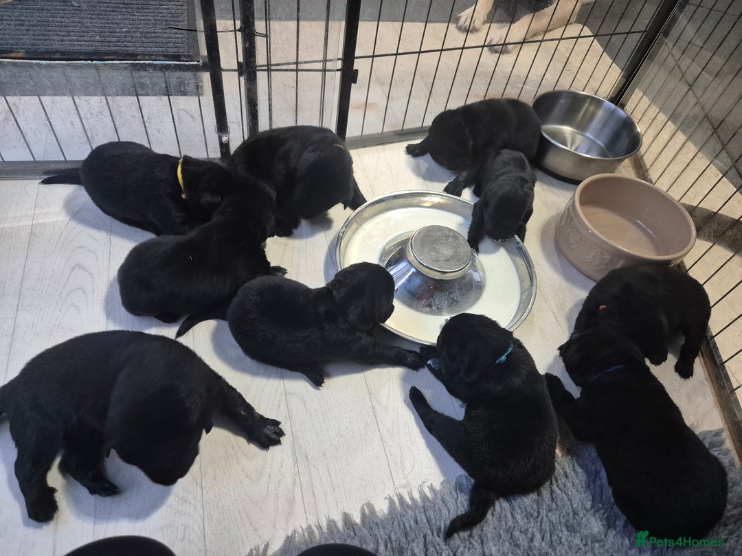 Labrador Retriever dogs for sale: Labrador/ retriever puppies  - Advert 4