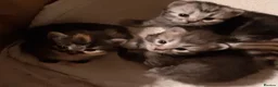 Siberian cats for sale: Adorable Siberian Kittens - Advert 6
