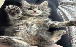Maine Coon cats for sale: 4 big pure gorgeous Mainecoon boys  - Image 33