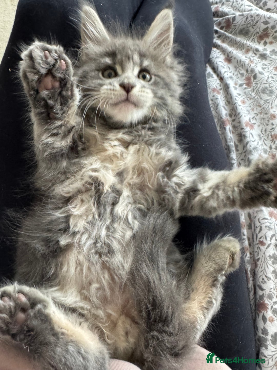 Maine Coon cats for sale: 4 big pure gorgeous Mainecoon boys  - Image 33