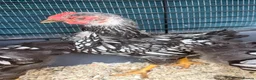 Chickens poultry for sale: Pure Silver Laced Wyandotte Cockerels x 2 in Slough - Advert 3