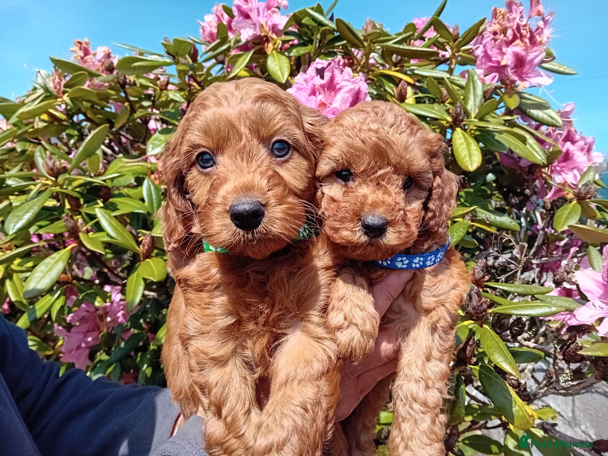 Cockapoo dogs Gorgeous Red F1b Cockapoos - Advert 6
