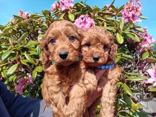 Cockapoo dogs Gorgeous Red F1b Cockapoos - Advert 5