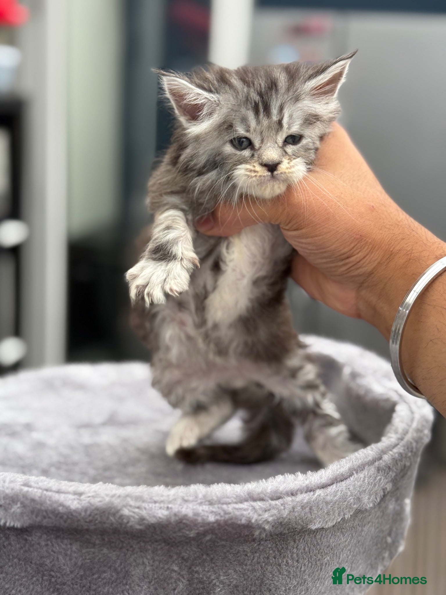 Maine Coon cats 3 gorgeous Maine coon kittens for sale - Advert 18