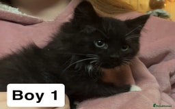 Mixed Breed cats for sale: 2 beautiful boy kittens - Image 4