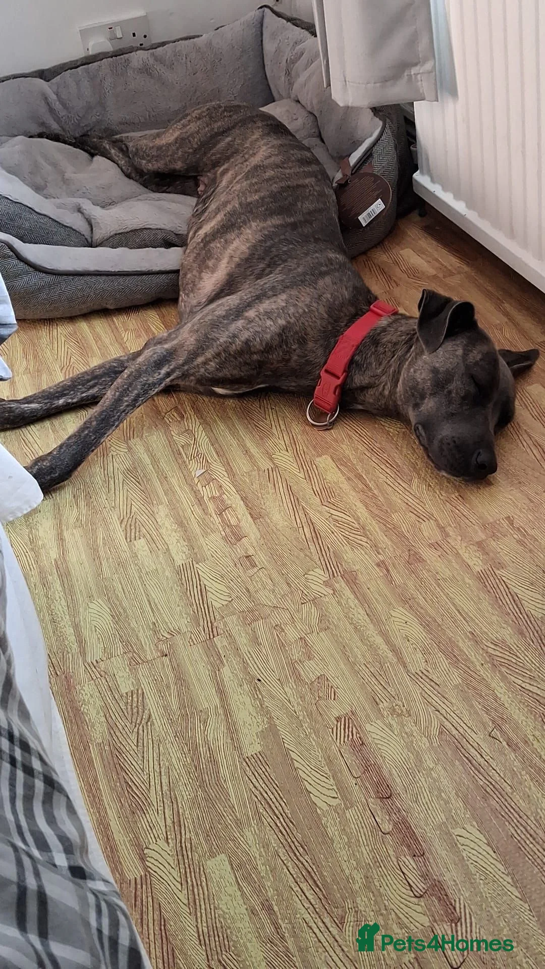 Mixed Breed dogs for sale: Nova. - Advert 9