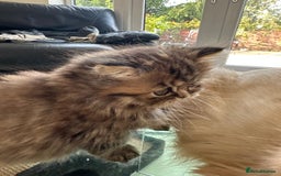 Persian cats for sale: Two multicoloured Persian females - Image 26