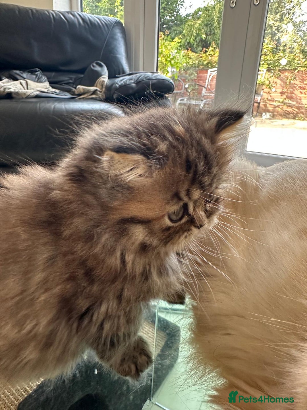 Persian cats for sale: Two multicoloured Persian females - Image 26