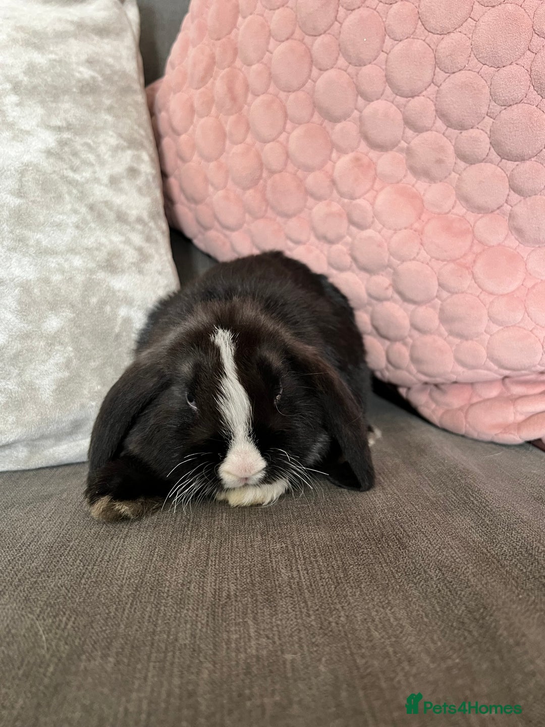 Mini Lop rabbits for sale: Beautiful mini lop rabbits for sale - Image 17