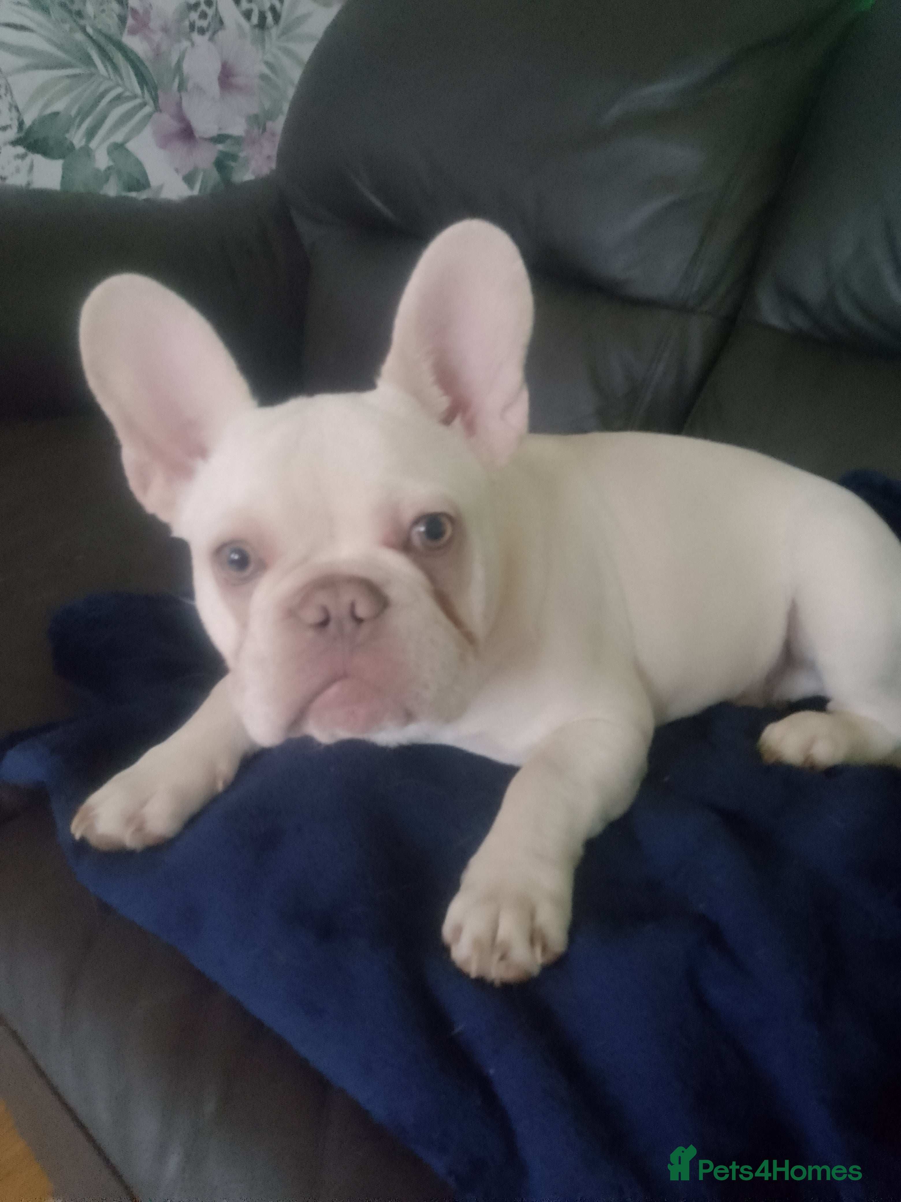 French Bulldog dogs french bulldog puppy - Advert 16