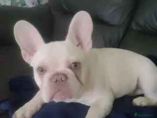 French Bulldog dogs french bulldog puppy - Advert 16