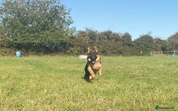 German Shepherd dogs for sale: 25 years experience breeding German Shepherds  - Image 3