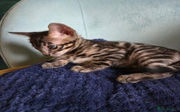 Bengal cats for sale: Bengal kittens for sale £350 - Image 8