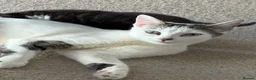Mixed Breed cats for sale: FREE! Beautiful girl - Advert 1