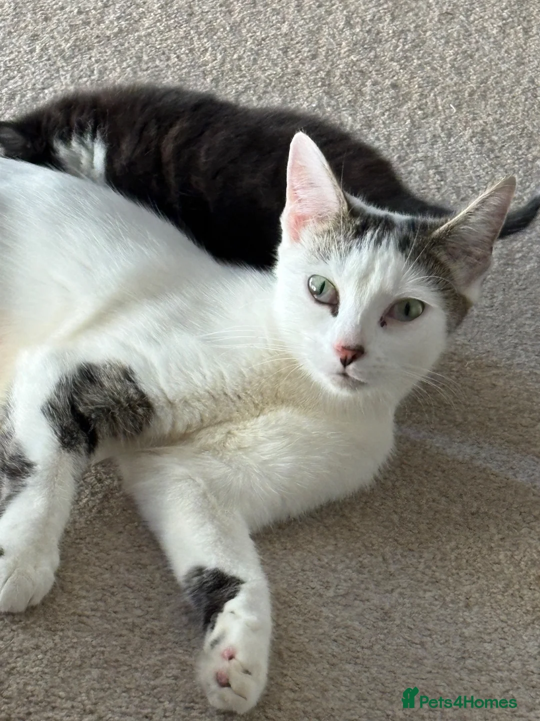 Mixed Breed cats for sale: FREE! Beautiful girl - Advert 1