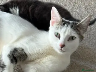 Mixed Breed cats FREE! Beautiful girl - Advert 4