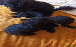 Cockapoo dogs for sale: F1B Cockapoo boy and girl  - Image 5