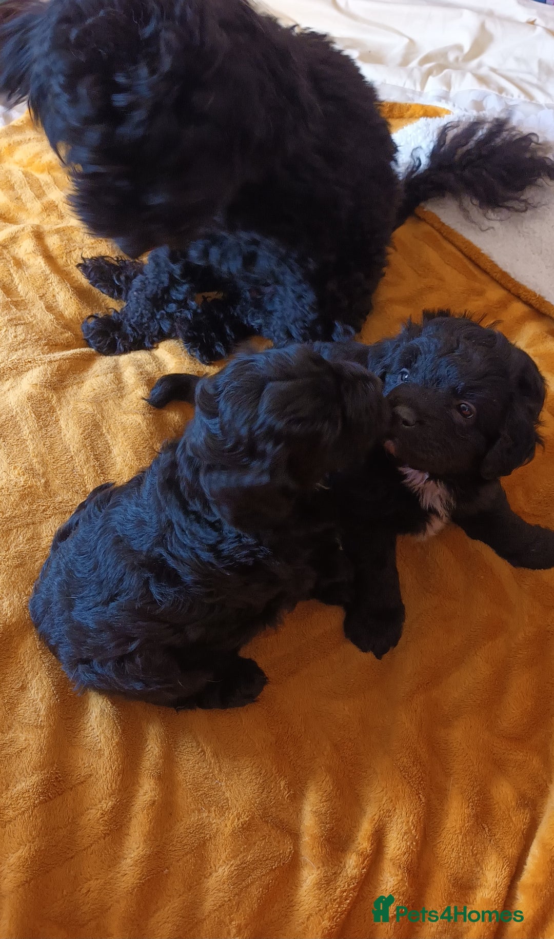 Cockapoo dogs for sale: F1B Cockapoo boy and girl  - Image 5