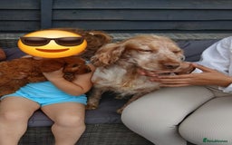 Cockapoo dogs for sale: Red Cockapoo girl - Image 4
