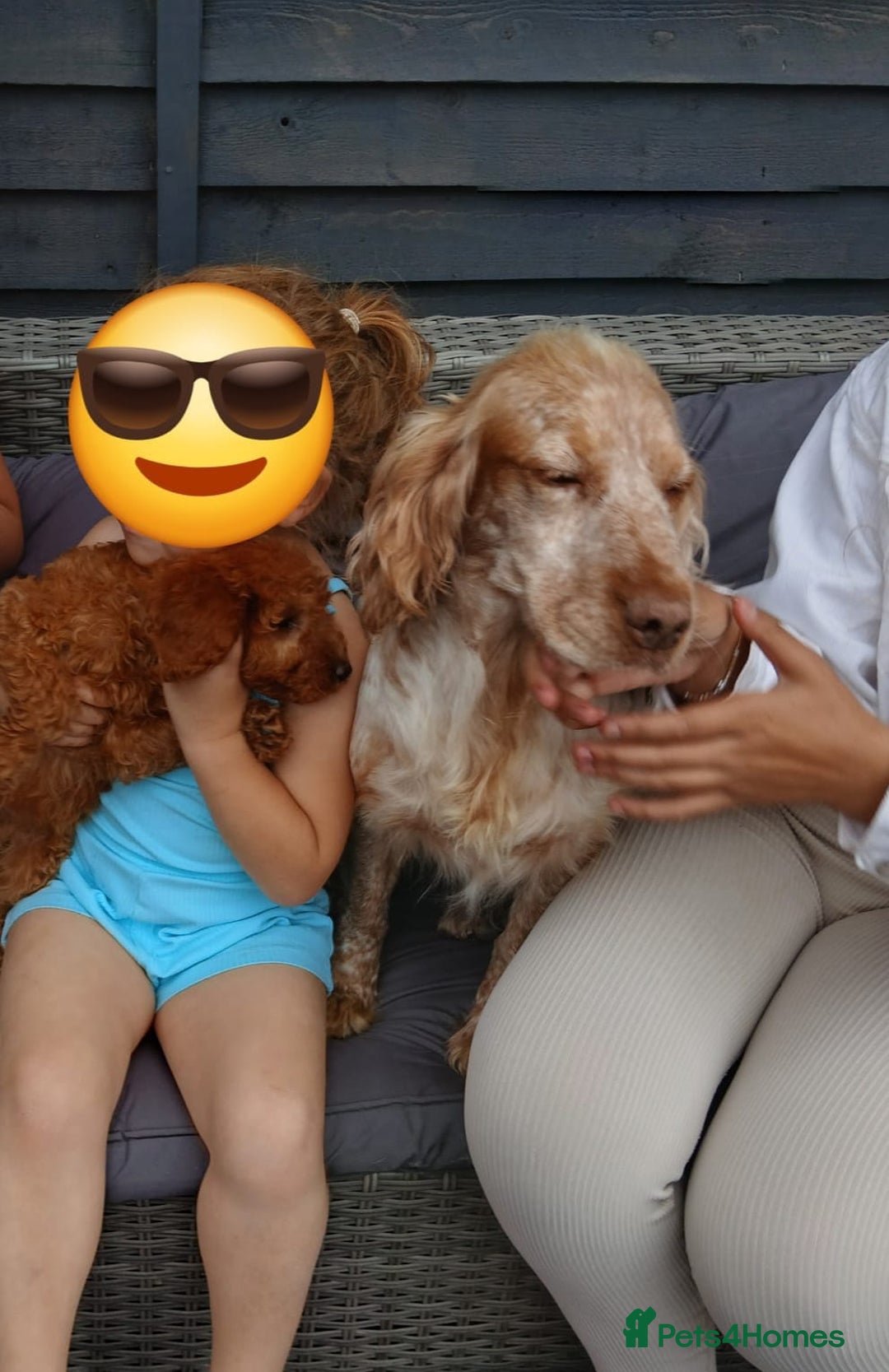 Cockapoo dogs for sale: Red Cockapoo girl - Image 4