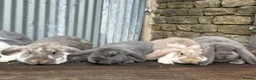 French Lop rabbits for sale: Stunning xl French lops  - Advert 20